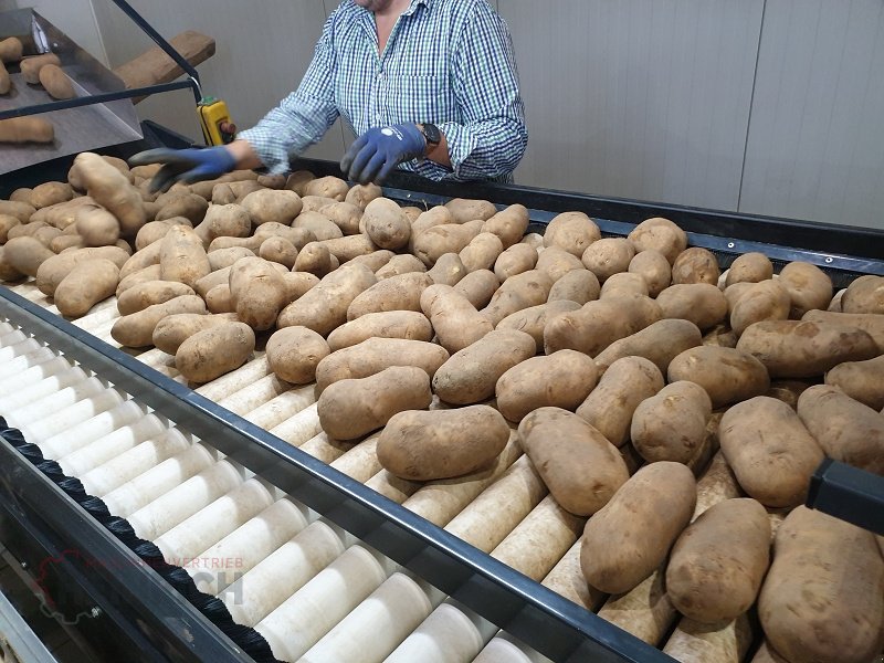 Kartoffellagerungstechnik des Typs KMK Rollenverlesetisch, Verlesetisch, Verleseband Modell T, Neumaschine in Ehekirchen (Bild 8)