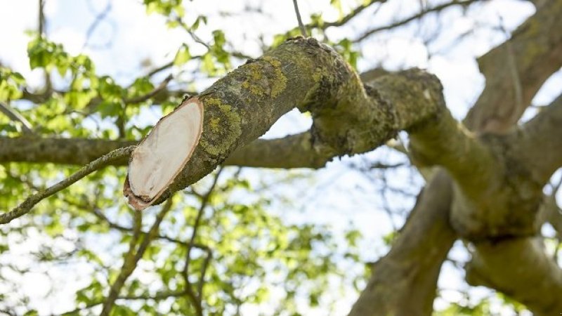 Sonstiges des Typs Greentec HXF 3302 Hegnsklipper på 240 cm, Gebrauchtmaschine in Holstebro (Bild 5)