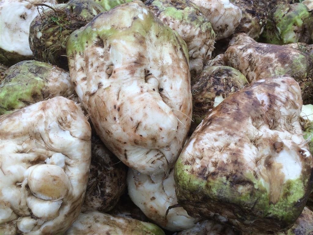 Sonstige Kartoffeltechnik des Typs Sonstige RV-15 Roevasker, Gebrauchtmaschine in Tårs (Bild 3)