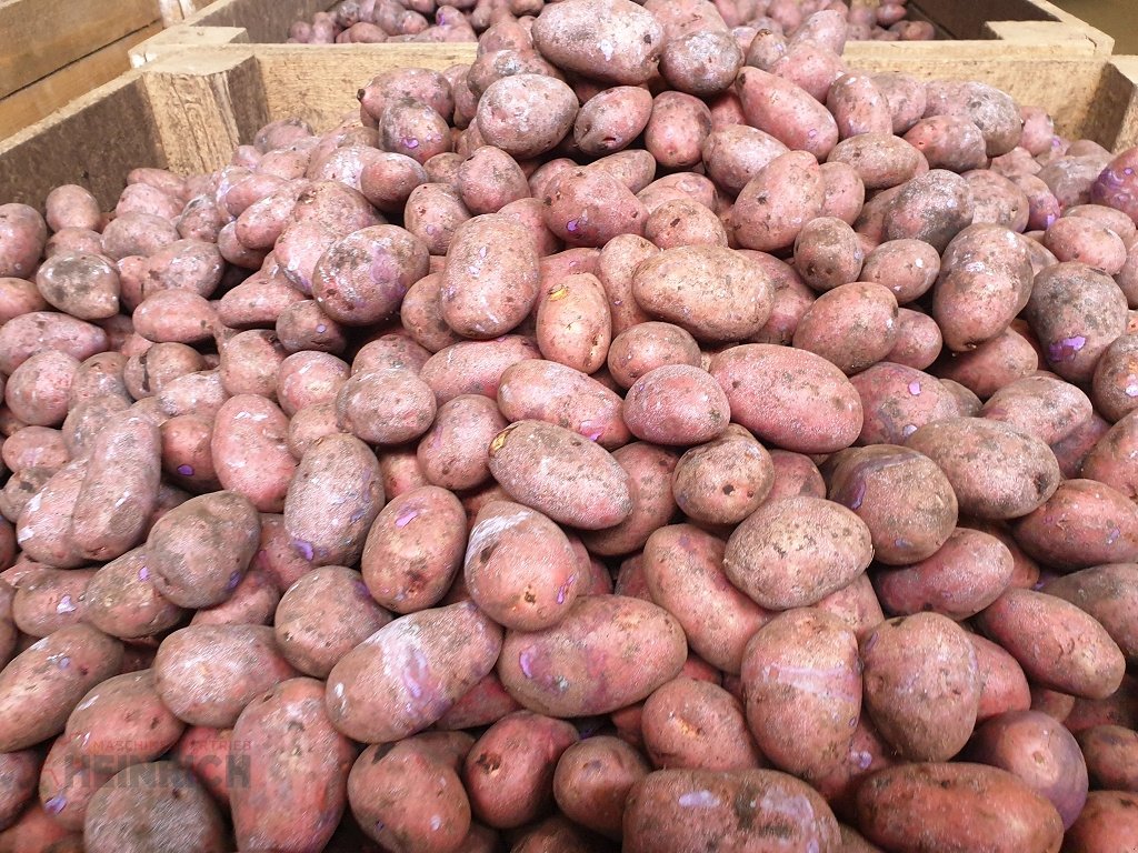 Kartoffellagerungstechnik des Typs KMK Rollenverlesetisch, Verlesetisch, Verleseband Modell T, Neumaschine in Ehekirchen (Bild 30)