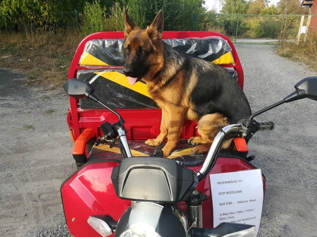 Gator des Typs Cargo Runner Elektro Lastendreirad, Neumaschine in Sommerach (Bild 27)