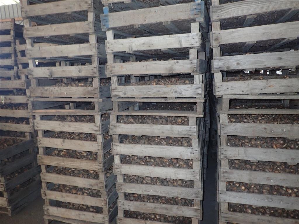 Sonstige Kartoffeltechnik des Typs Sonstige Løgkasser m/trådbund, Gebrauchtmaschine in Egtved (Bild 4)