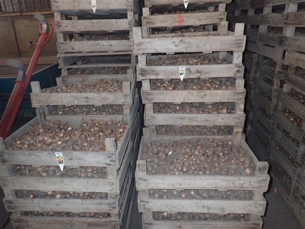 Sonstige Kartoffeltechnik des Typs Sonstige Løgkasser m/trådbund, Gebrauchtmaschine in Egtved (Bild 5)