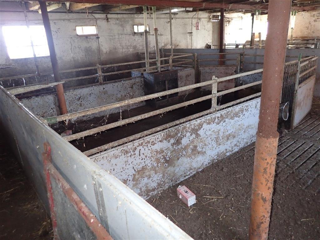 Sonstiges des Typs Sonstige Stier til slagtesvin, Gebrauchtmaschine in Egtved (Bild 5)