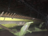 Schneidwerk des Typs John Deere 925 Flex,  in Миколаїв (Bild 3)