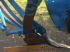 Scheibenpflug des Typs Lemken EurOpal 9,  in Київ (Bild 5)