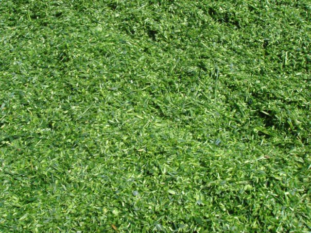 GPS-Schneidwerk des Typs Dominoni Multi Power Disc 612 L, Neumaschine in Baumgarten (Bild 17)