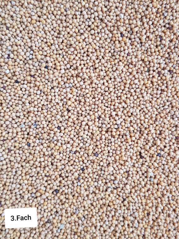 Getreidereinigung des Typs Progra ISM-5 CSC Getreidereiniger, Neumaschine in Kriebitzsch (Bild 4)