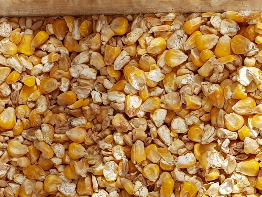 Getreidereinigung des Typs Progra ISM-5 CSC Getreidereiniger, Neumaschine in Kriebitzsch (Bild 13)