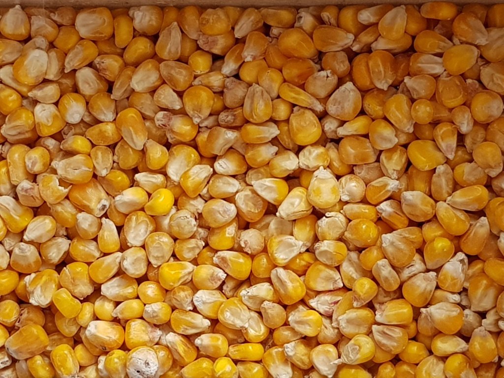 Getreidereinigung des Typs Progra ISM-5 CSC Getreidereiniger, Neumaschine in Kriebitzsch (Bild 11)