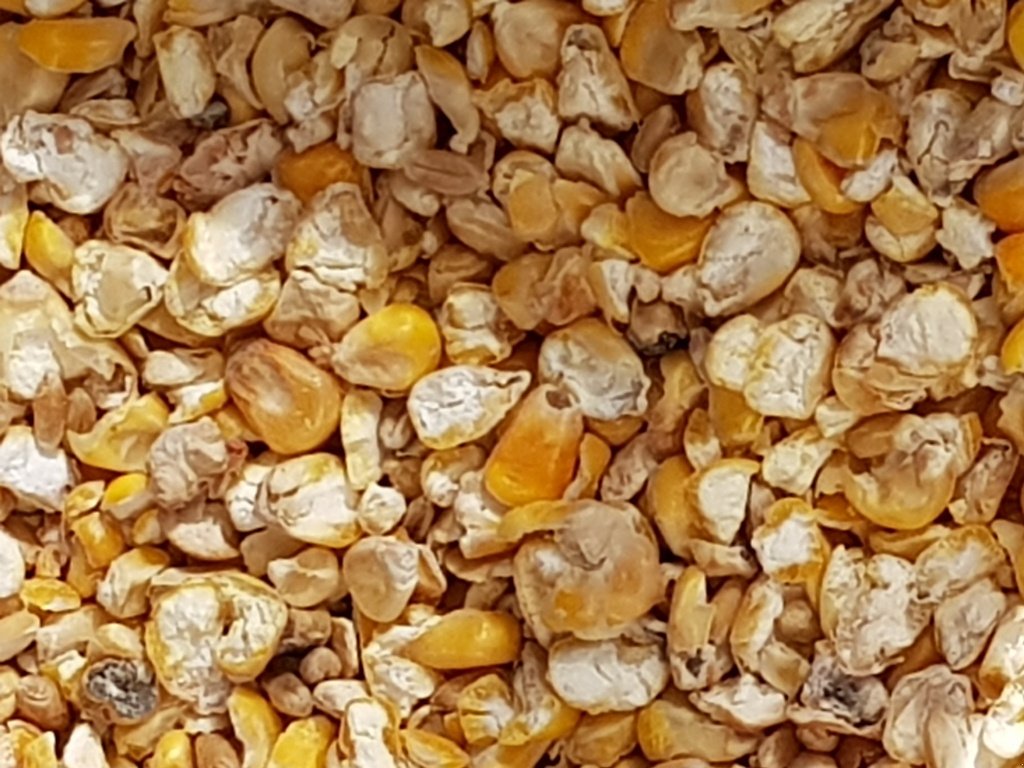 Getreidereinigung des Typs Progra ISM-5 CSC Getreidereiniger, Neumaschine in Kriebitzsch (Bild 12)