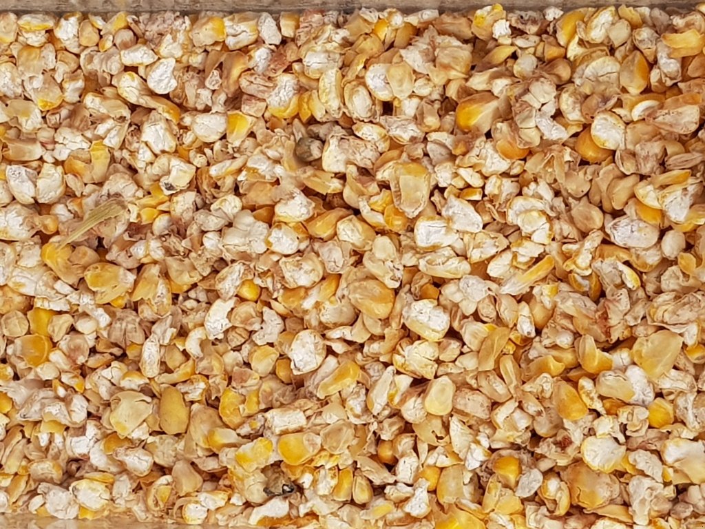 Getreidereinigung des Typs Progra ISM-5 CSC Getreidereiniger, Neumaschine in Kriebitzsch (Bild 14)