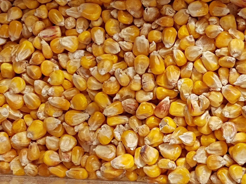 Getreidereinigung des Typs Progra ISM-5 CSC Getreidereiniger, Neumaschine in Kriebitzsch (Bild 15)