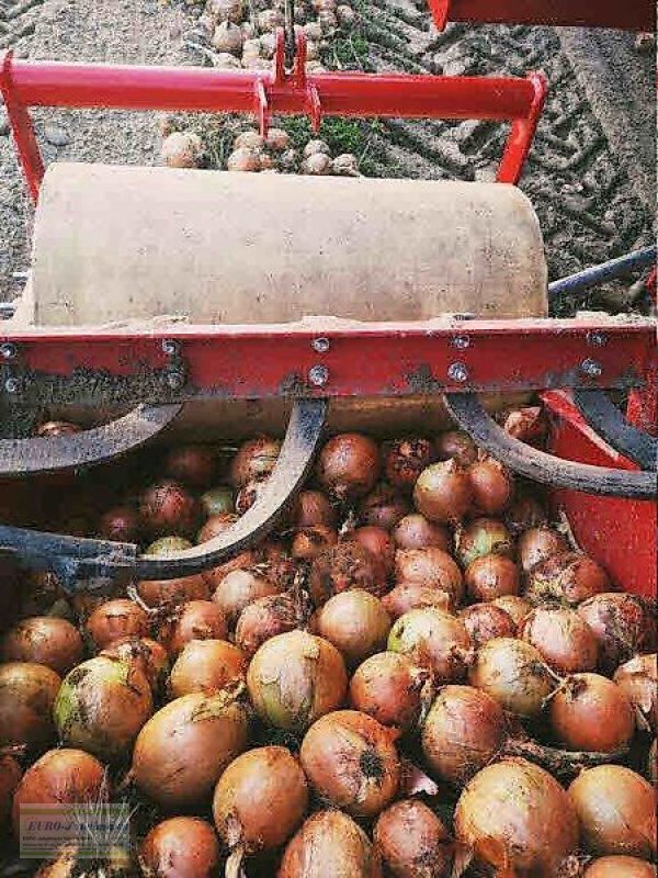 Kartoffelroder des Typs Unia Unia Vollernter, Kartoffelroder, Pyra 1600, Gebrauchtmaschine in Itterbeck (Bild 18)