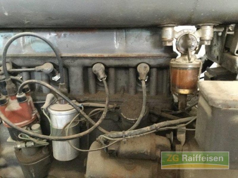 Oldtimer-Traktor des Typs Massey Ferguson TED, Gebrauchtmaschine in Salem-Neufrach (Bild 11)
